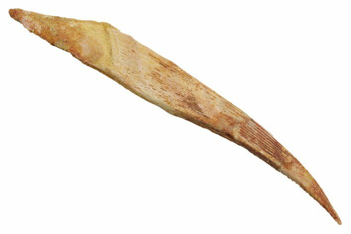 Fossil Shark (Hybodus) Dorsal Spine - Kem Kem Beds, Morocco #353147